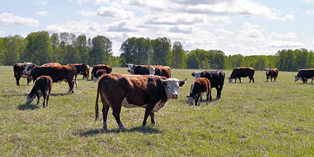 Поголовье крупного рогатого скота сократилось на 10% в Новосибирской области
