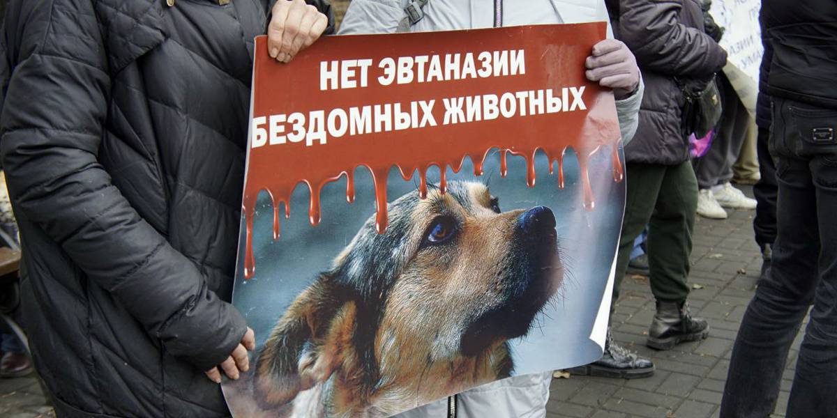 Сотни новосибирцев вышли на митинг против эвтаназии животных: «Работать нужно с человеком»