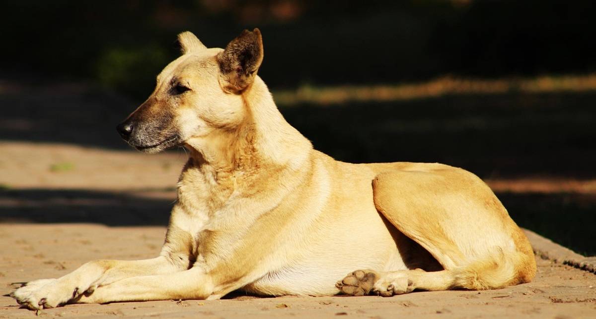 Закон об убийстве животных. Красноярский депутат предложил отправлять собак на разминирование
