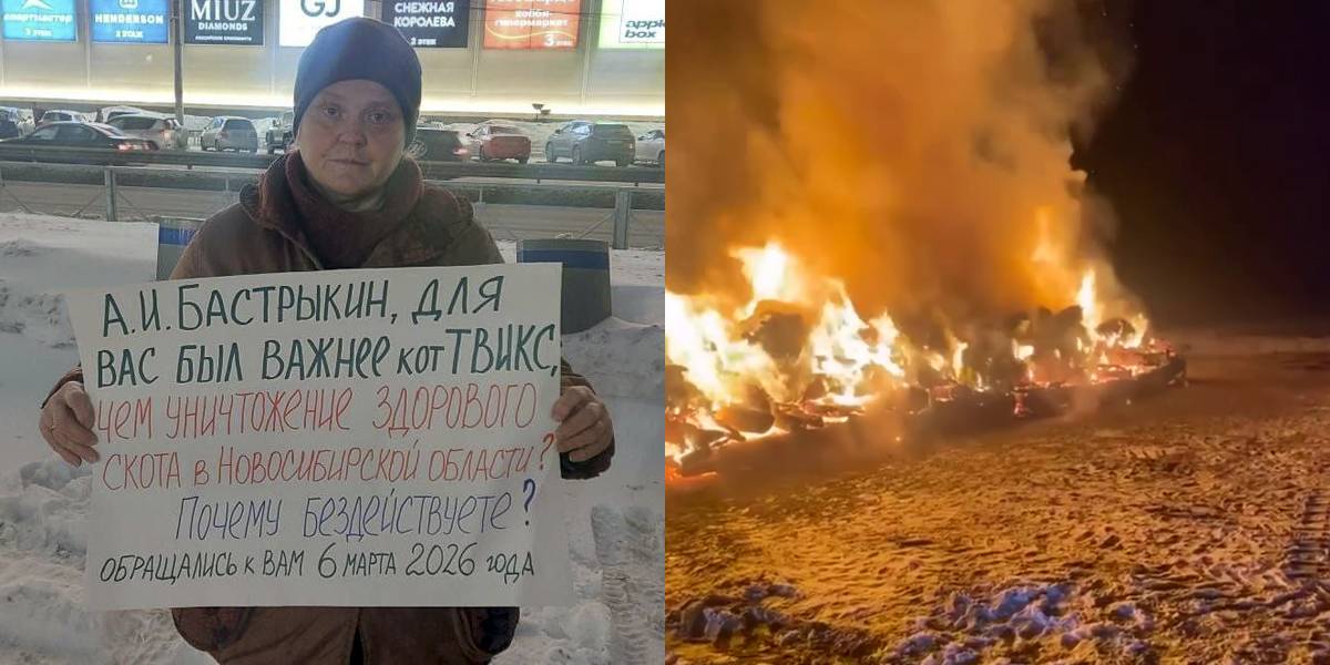 Сибирский пастергейт. Кто понесёт ответственность